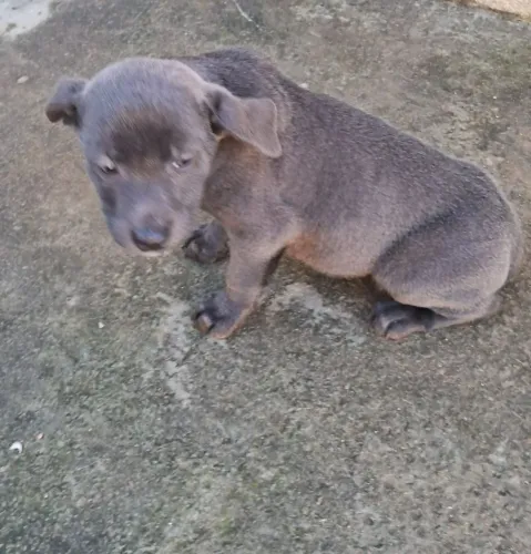 American Bully Blue Com Pitbull Fêmea 