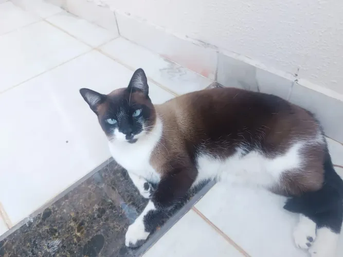 Gato para doação