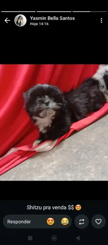 Shitzu macho