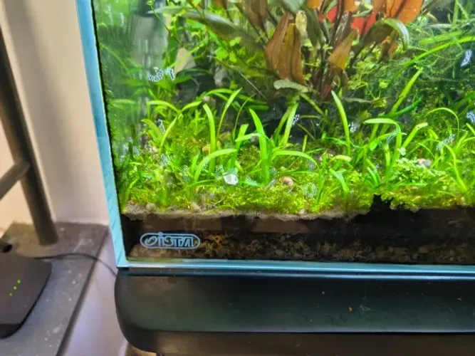 Aquario ista cristal - 60x30x30 + Luminária chihiros B series