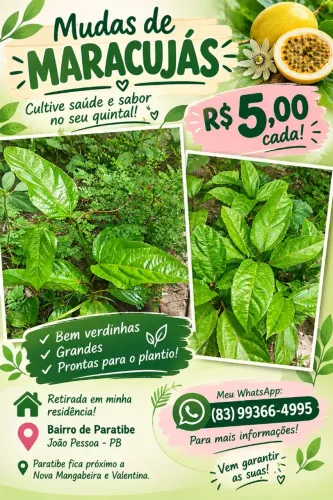 Vende-se Mudas de Maracujá Lindas!