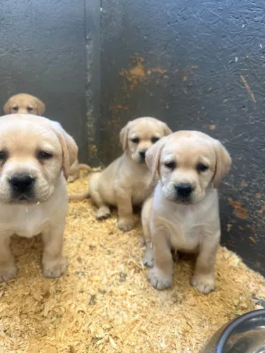 garanta o seu labrador , excelente com autistas so 400