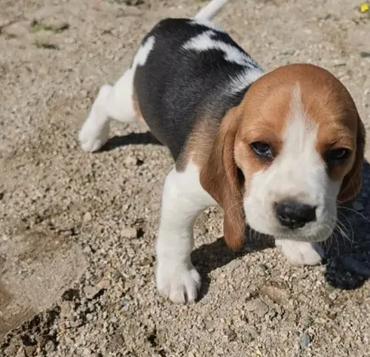 Filhotes de Beagle | Onde a bagunça é sempre bem-vinda.