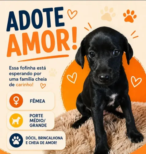 Doação filhotinha