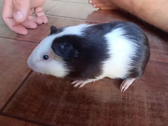 Porquinho da índia 