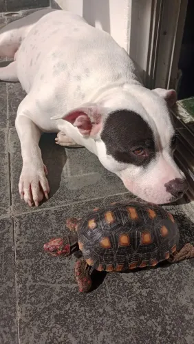 Adoção responsável de pet