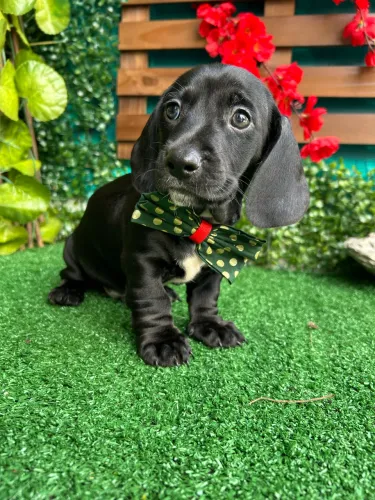 BassetDachshund (Miniatura)