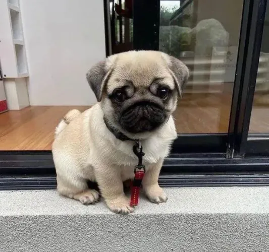 Pug macho e fêmeas a Pronta entrega
