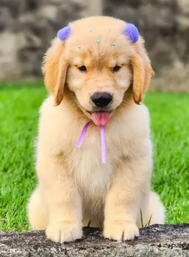 Golden Retriever