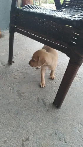 Doação de filhotes