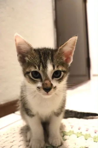 Doação gatinho 3 meses