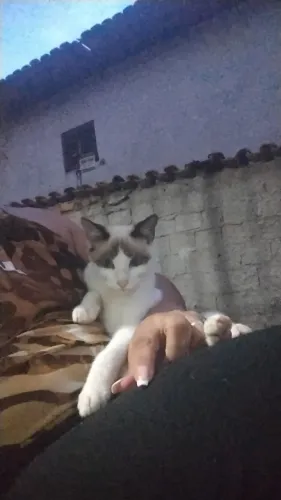 Doação gatinha filhote URGENTE 