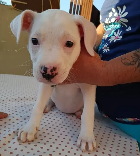 Vendo pit bull