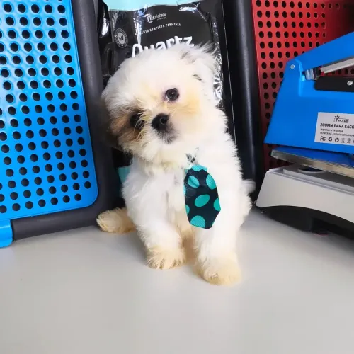 Shih-tzu macho com 2 meses. 