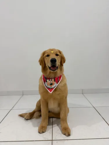 Filhotes de Golden Retriever ( FOTOS REAIS )
