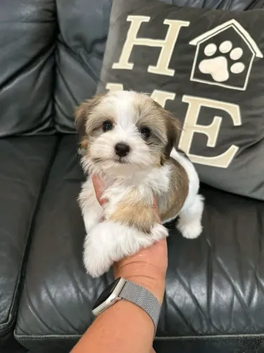 Shitzu mine 8 meses Macho vendo 