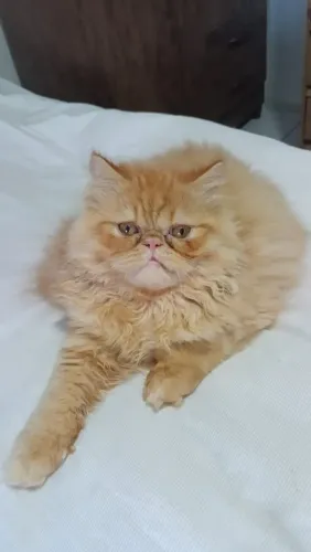 Lindo filhote de gato persa macho garfield puro.Parcelo.Entrego Joinville, Camboru, Floria