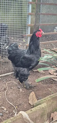 Casal galinha Brahma Black
