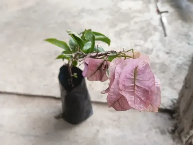 Vendo uma bela muda de Bougainvillea Rosa Claro com 40cm - Beleza e Segurança Natural