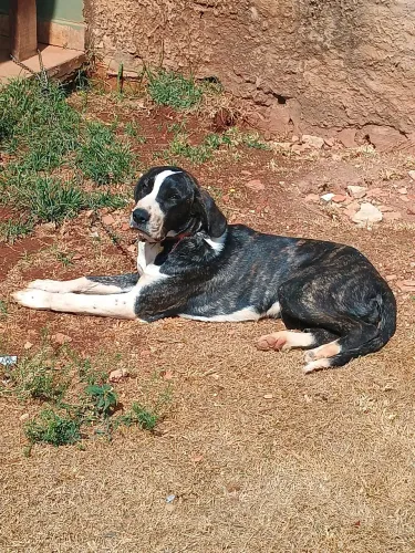 Fila brasileiro fêmea 