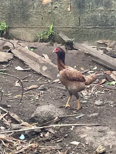 Galinha caipira