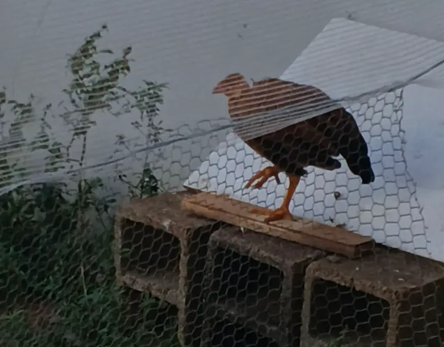 Frango caipira 