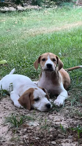 Doação de dois cachorrinhos 
