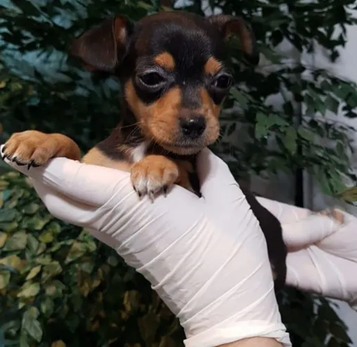 Pinscher