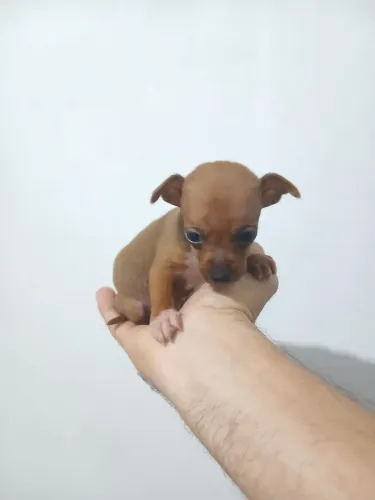 Pinscher zero machinho 