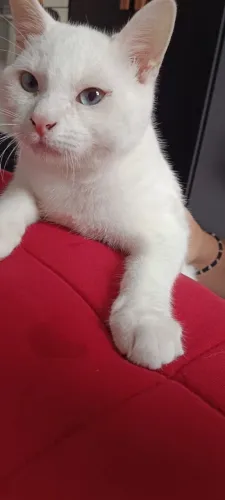 DOAÇÃO gata branca 3 meses