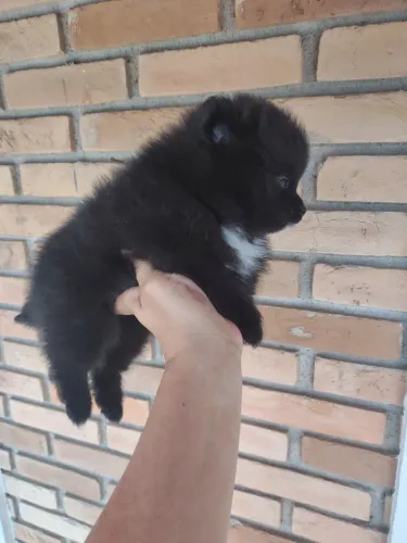 Spitz alemão fêmea pretinha