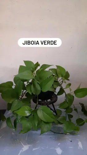 Planta jibóia 