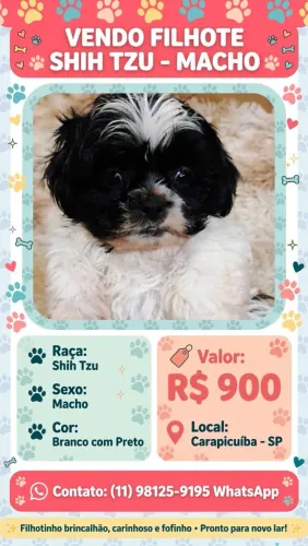 Filhote de cachorro Shih tzu