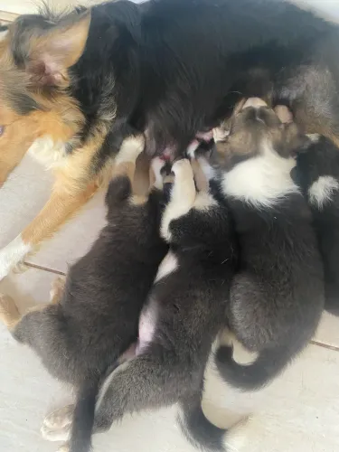 Animais 