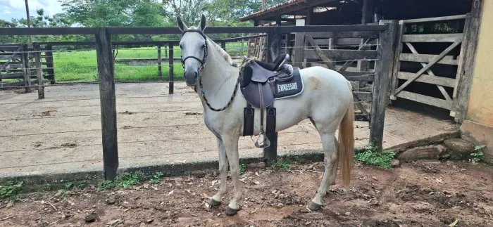 EGUA MANGALARGA MARCHADOR REGISTRADA