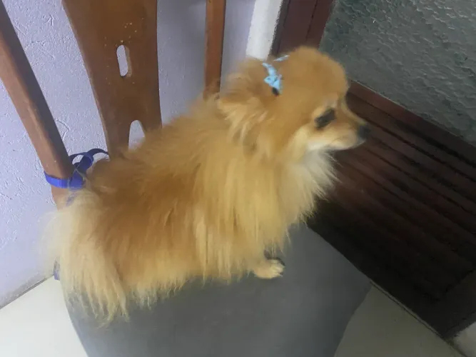 Atenção troco Lulu anão por fêmea pug 