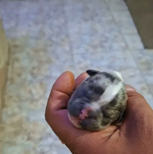 VENDO FILHOTES BULLDOG FRANCÊS BLUE MERLI 3 MACHOS E DUAS FÊMEAS 