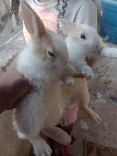 Coelhos filhotes