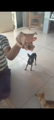 Pinscher