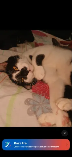 Gato macho pra doação 