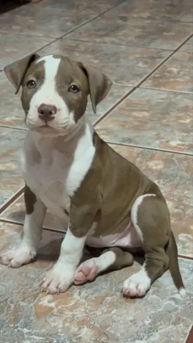 Filhote fêmea pitbull 
