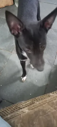 Linda cachorrinha busca hm lar definitivo