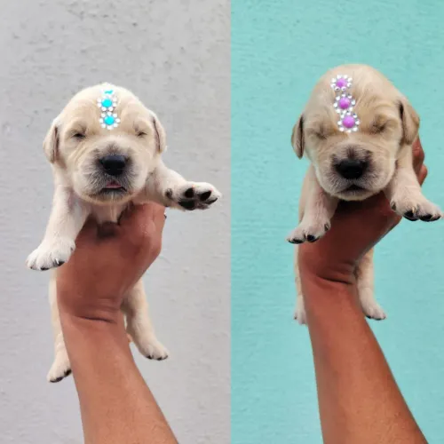 Golden macho e fêmea 