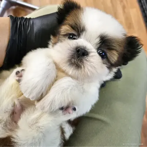 Filhotes Shih tzu/ shihtzu dóceis e super amorosos