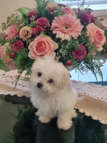 FILHOTE DE MALTÊS FÊMEA - 2 MESES