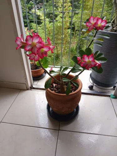 ROSA DO DESERTO