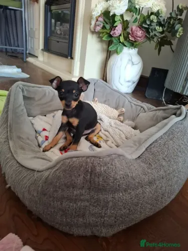 Filhotinhos Pinscher/Pincher Brincalhões Macho e Fêmea com Garantias