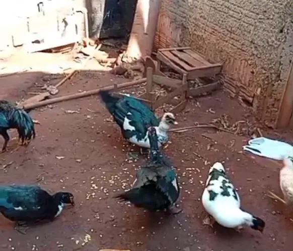 5 patos a venda 