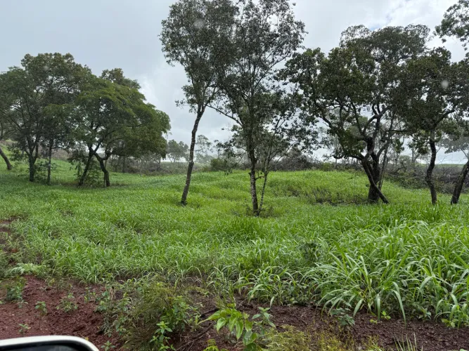 Fazenda Palmas  
