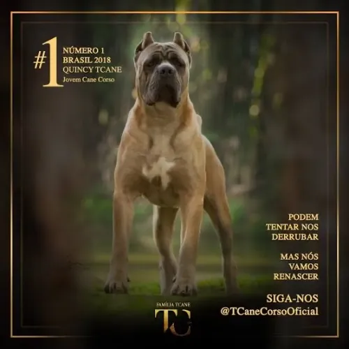 Cane corso macho